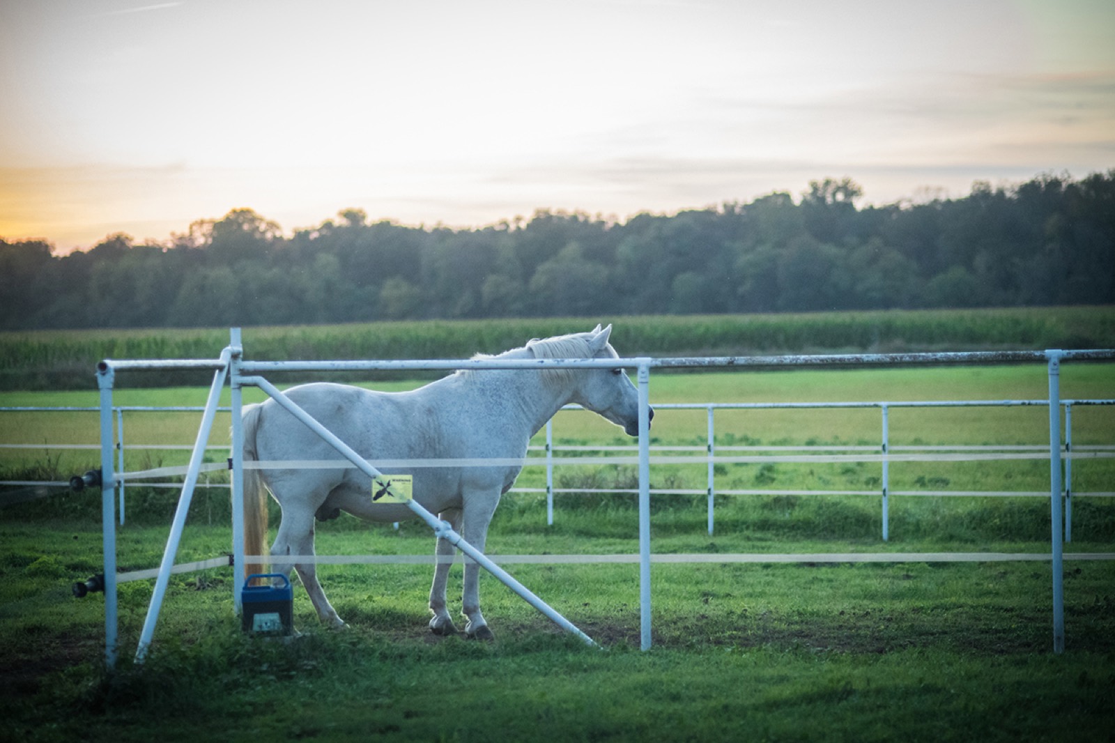 Un cavallo bianco nel recinto al crepuscolo
