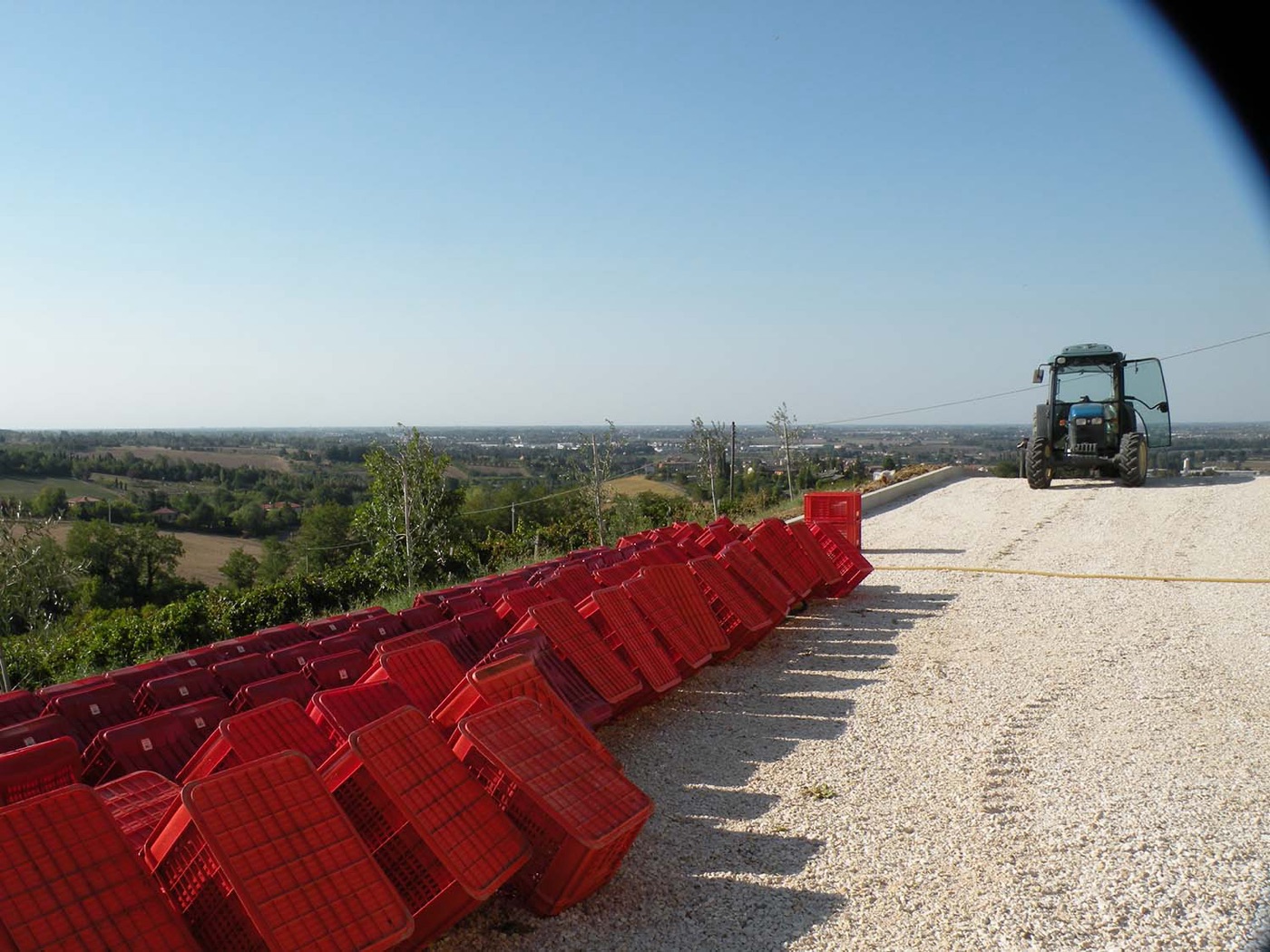 La vendemmia in cassetta sulla collina Bella Vista, con la pianura sullo sfondo