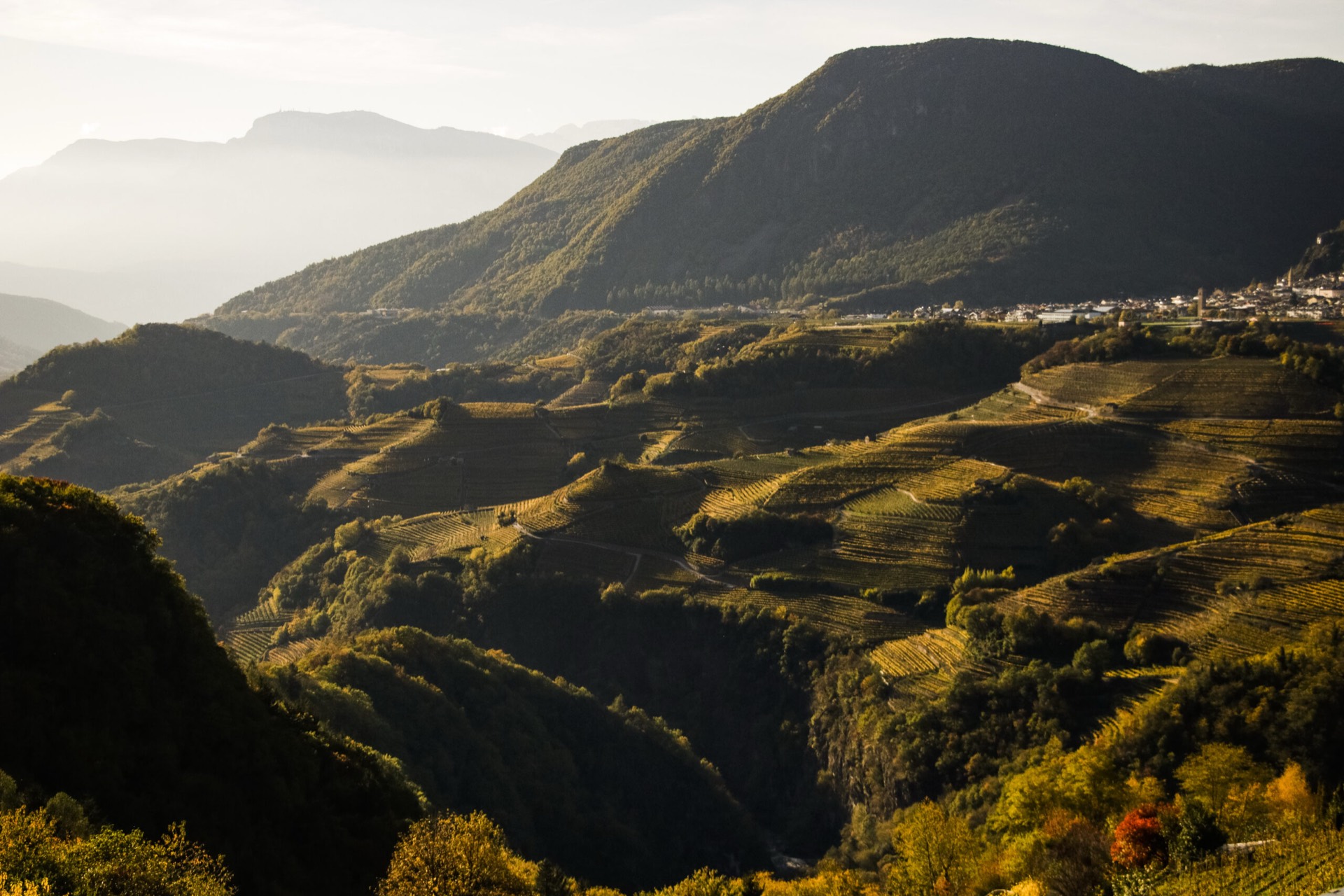 Terrazzamenti vitati della Val di Cembra al sole
