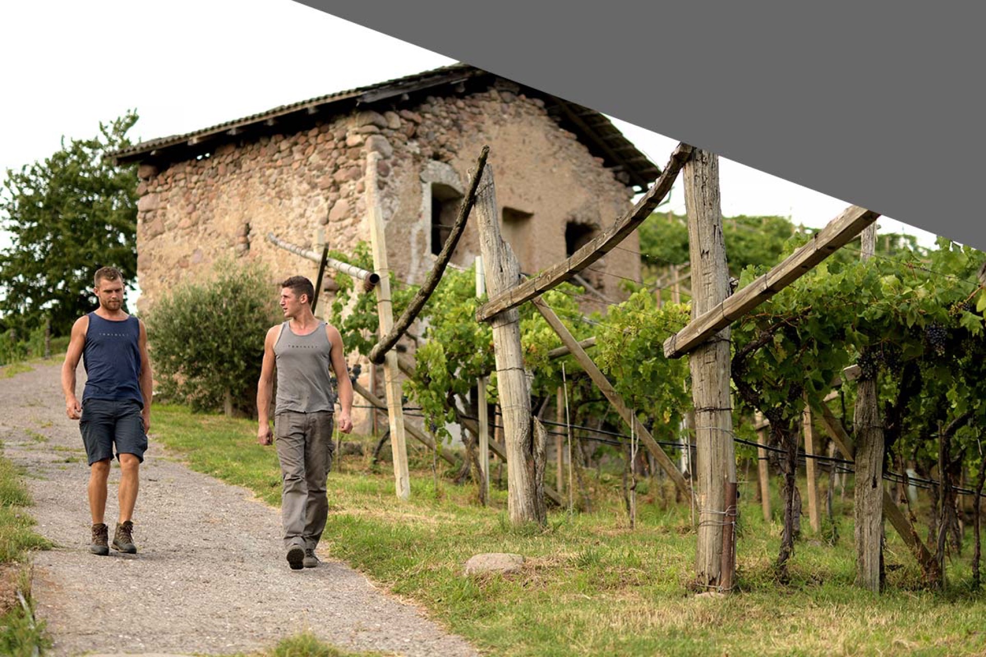 Vigneti su terrazzamenti con muretti a secco
